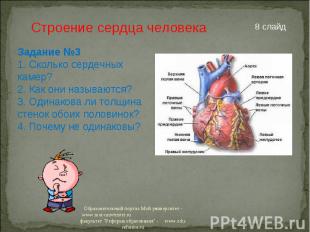 Строение сердца человека Задание №31. Сколько сердечных камер?2. Как они называю