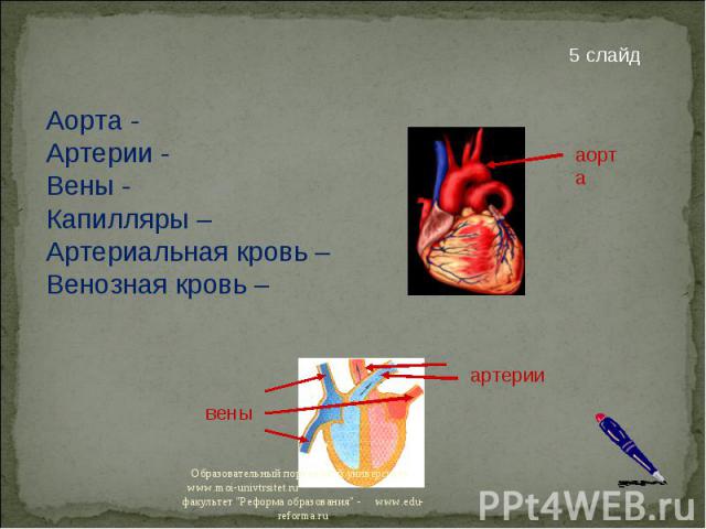 Аорта - Артерии - Вены - Капилляры – Артериальная кровь – Венозная кровь –
