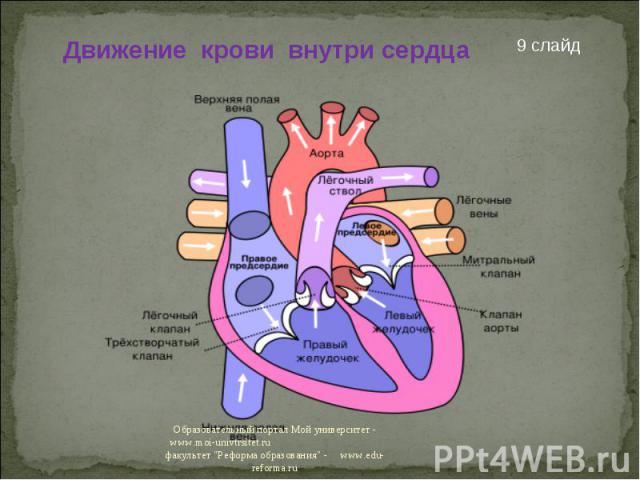 Движение крови внутри сердца