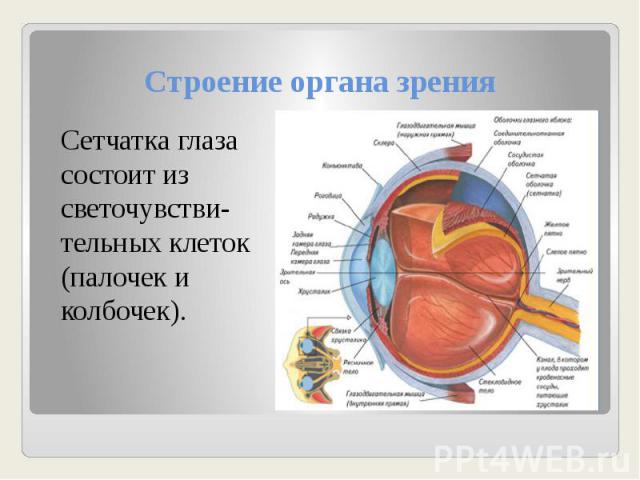 Строение органа зрения Сетчатка глаза состоит из светочувстви-тельных клеток (палочек и колбочек).