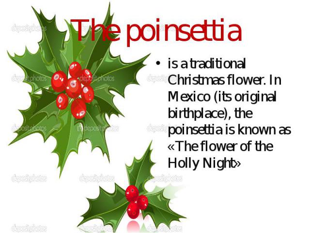 The poinsettia is a traditional Christmas flower. In Mexico (its original birthplace), the poinsettia is known as «The flower of the Holly Night»