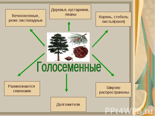 Голосеменные