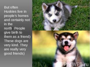 But often Huskies live in people's homes and certainly not in the north( People