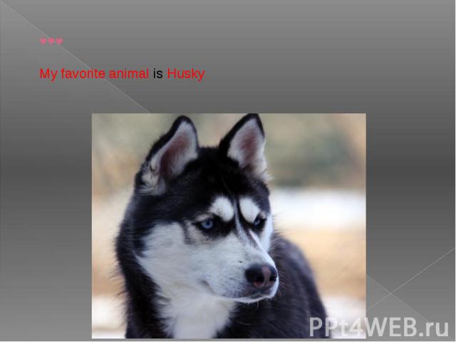 ♥♥♥My favorite animal is Husky