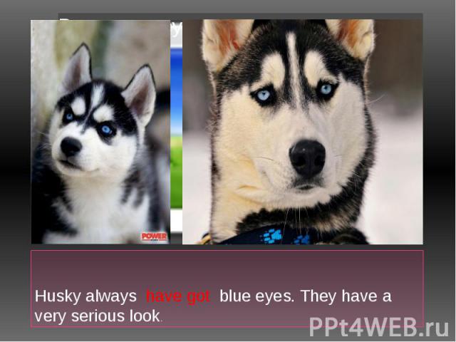 Husky always have got blue eyes. They have a very serious look.