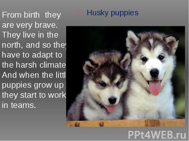 From birth they are very brave. They live in the north, and so they have to adapt to the harsh climate. And when the little puppies grow up they start to work in teams.