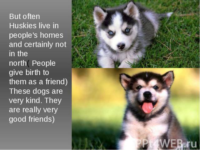 But often Huskies live in people's homes and certainly not in the north( People give birth to them as a friend) These dogs are very kind. They are really very good friends)