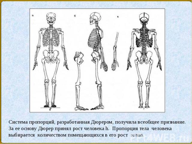 Система пропорций, разработанная Дюрером, получила всеобщее признание. За ее основу Дюрер принял рост человека h. Пропорция тела человека выбирается количеством помещающихся в его рост голов.