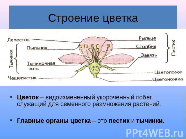 Строение цветка Цветок – видоизмененный укороченный побег, служащий для семенного размножения растений.Главные органы цветка – это пестик и тычинки.