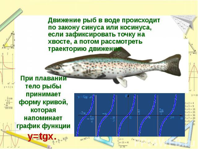Движение рыб в воде происходит по закону синуса или косинуса, если зафиксировать точку на хвосте, а потом рассмотреть траекторию движенияПри плавании тело рыбы принимает форму кривой, которая напоминает график функции y=tgx.