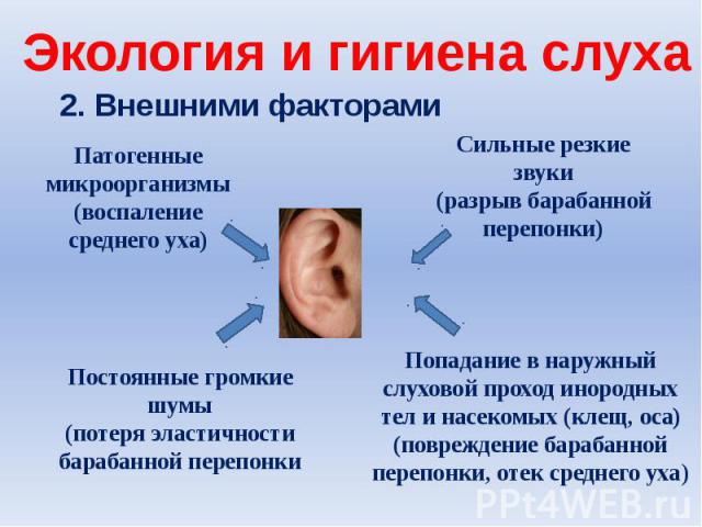Экология и гигиена слуха2. Внешними факторами Патогенные микроорганизмы(воспаление среднего уха)Сильные резкие звуки(разрыв барабанной перепонки)Постоянные громкие шумы(потеря эластичности барабанной перепонкиПопадание в наружный слуховой проход ино…