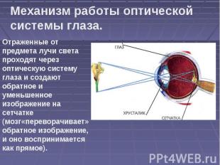 Механизм работы оптической системы глаза. Отраженные от предмета лучи света прох