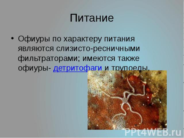 Питание Офиуры по характеру питания являются слизисто-ресничными фильтраторами; имеются также офиуры- детритофаги и трупоеды.