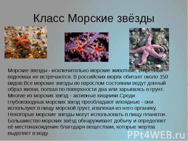 Класс Морские звёзды Морские звезды - исключительно морские животные, в пресных водоемах не встречаются. В российских морях обитает около 150 видов Все морские звезды во взрослом состоянии ведут донный образ жизни, ползая по поверхности дна или зары…
