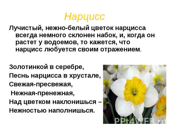 Нарцисс Лучистый, нежно-белый цветок нарцисса всегда немного склонен набок, и, когда он растет у водоемов, то кажется, что нарцисс любуется своим отражением. Золотинкой в серебре,Песнь нарцисса в хрустале,Свежая-пресвежая, Нежная-пренежная,Над цветк…