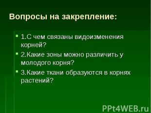 Вопросы на закрепление: 1.С чем связаны видоизменения корней?2.Какие зоны можно