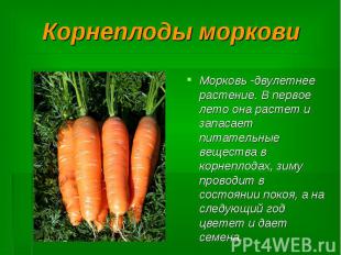 Корнеплоды моркови Морковь -двулетнее растение. В первое лето она растет и запас
