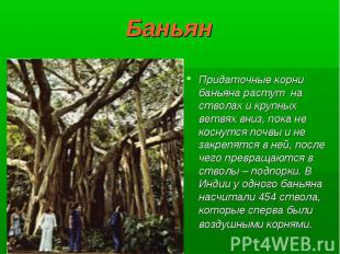 Баньян Придаточные корни баньяна растут на стволах и крупных ветвях вниз, пока н
