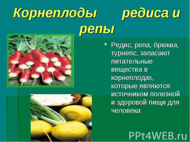 Корнеплоды редиса и репы Редис, репа, брюква, турнепс, запасают питательные вещества в корнеплодах, которые являются источником полезной и здоровой пищи для человека