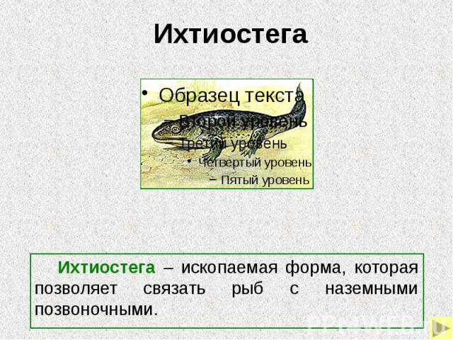 Ихтиостега Ихтиостега – ископаемая форма, которая позволяет связать рыб с наземными позвоночными.