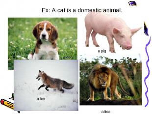 Ex: A cat is a domestic animal.