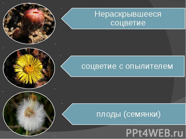 Нераскрывшееся соцветиесоцветие с опылителемплоды (семянки)