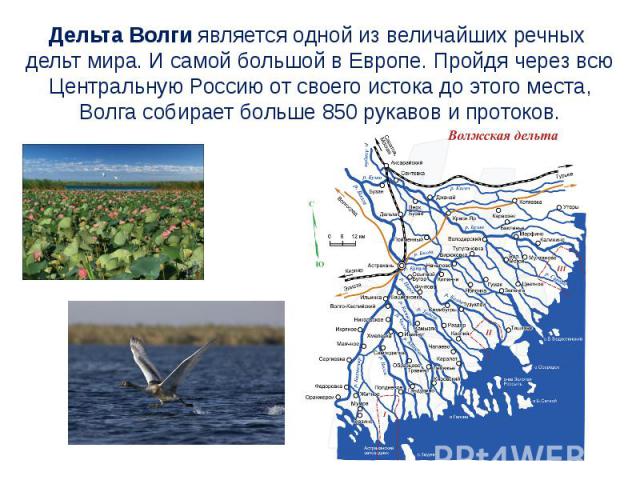 Дельта Волги является одной из величайших речных  дельт мира. И самой большой в Европе. Пройдя через всю Центральную Россию от своего истока до этого места, Волга собирает больше 850 рукавов и протоков.