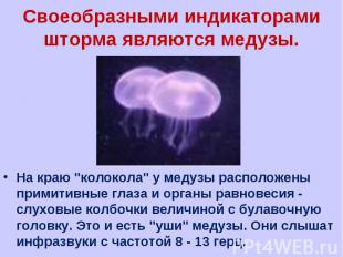 Своеобразными индикаторами шторма являются медузы. На краю "колокола" у медузы р