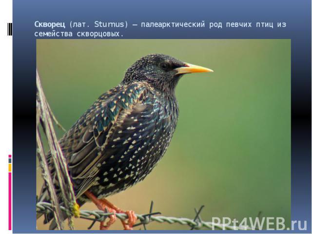 Скворец (лат. Sturnus) — палеарктический род певчих птиц из семейства скворцовых. 
