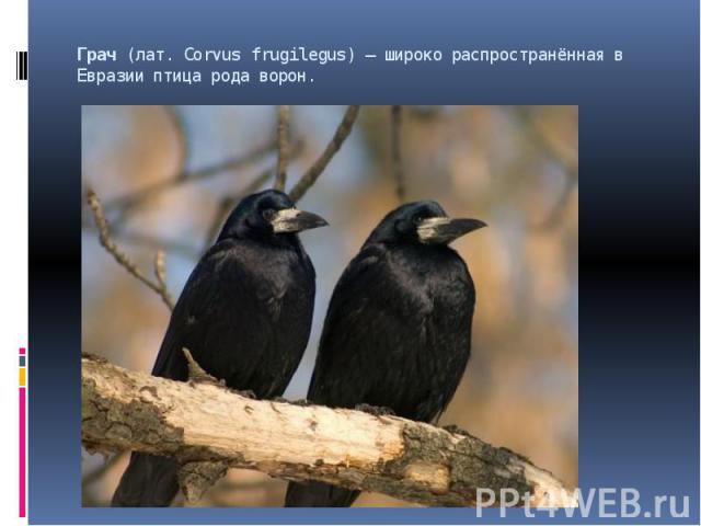 Грач (лат. Corvus frugilegus) — широко распространённая в Евразии птица рода ворон. 