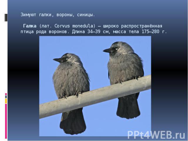 Зимуют галки, вороны, синицы. Галка (лат. Corvus monedula) — широко распространённая птица рода воронов. Длина 34—39 см, масса тела 175—280 г.