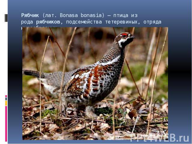 Рябчик (лат. Bonasa bonasia) — птица из рода рябчиков, подсемейства тетеревиных, отряда курообразных.