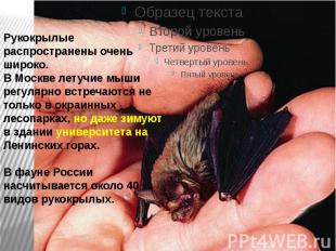 Рукокрылые распространены очень широко.В Москве летучие мыши регулярно встречают