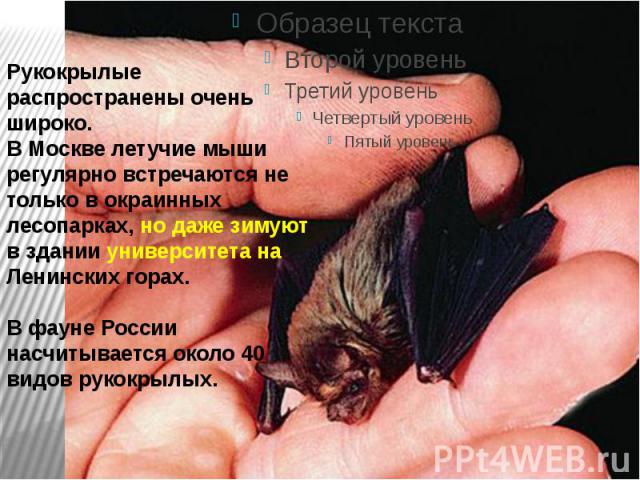 Рукокрылые распространены очень широко.В Москве летучие мыши регулярно встречаются не только в окраинных лесопарках, но даже зимуют в здании университета на Ленинских горах.В фауне России насчитывается около 40 видов рукокрылых.
