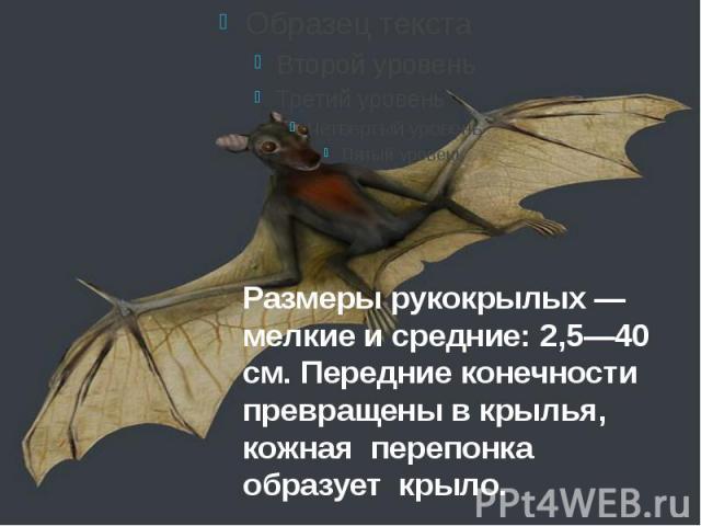 Размеры рукокрылых — мелкие и средние: 2,5—40 см. Передние конечности превращены в крылья, кожная перепонка образует крыло.