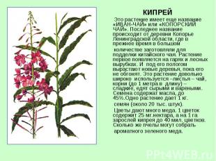 КИПРЕЙ Это растение имеет еще название «ИВАН-ЧАЙ» или «КОПОРСКИЙ ЧАЙ». Последнее