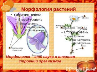 Морфология растений ММорфология – это наука о внешнем строении организмов.
