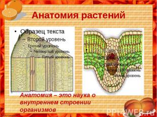Анатомия растений Анатомия – это наука о внутреннем строении организмов