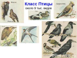 Класс Птицыоколо 9 тыс. видов
