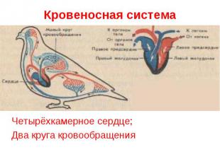 Кровеносная система Четырёхкамерное сердце;Два круга кровообращения