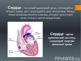 Сердце - это полый мышечный орган, состоящий из четырех камер: двух предсердий и