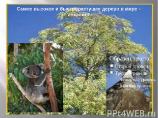 Самое высокое и быстрорастущее дерево в мире – эвкалипт