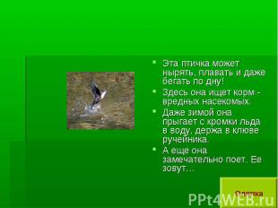 Эта птичка может нырять, плавать и даже бегать по дну!Здесь она ищет корм - вред