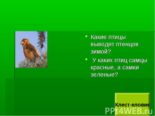 Какие птицы выводят птенцов зимой? У каких птиц самцы красные, а самки зеленые?