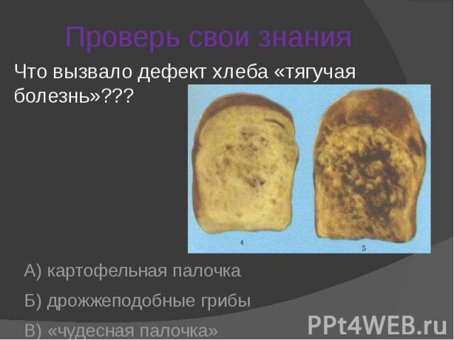 Проверь свои знания Что вызвало дефект хлеба «тягучая болезнь»???А) картофельная палочкаБ) дрожжеподобные грибыВ) «чудесная палочка»