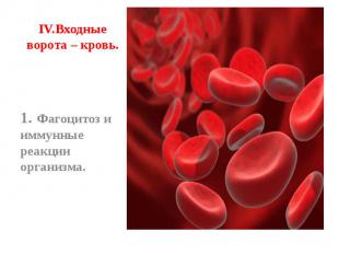 IV.Входные ворота – кровь. 1.Фагоцитоз и иммунные реакции организма.