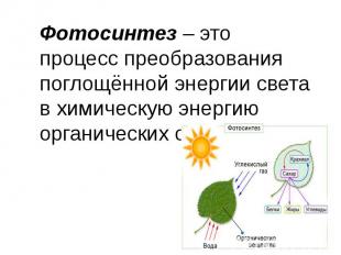 Фотосинтез – это процесс преобразования поглощённой энергии света в химическую э