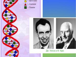 Модель ДНК1953 г. – создание модели ДНК