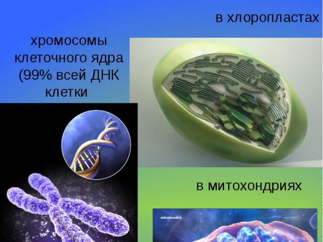 Местонахождение в клетке ДНКхромосомы клеточного ядра (99% всей ДНК клетки в хлоропластахв митохондриях