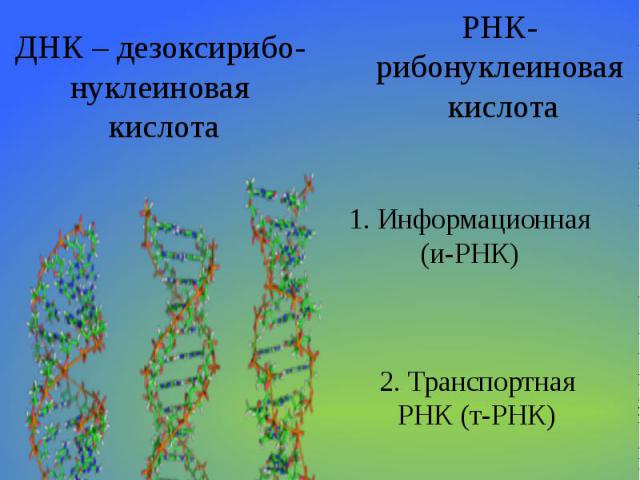Нуклеиновые кислотыДНК – дезоксирибо-нуклеиновая кислотаРНК- рибонуклеиновая кислота1. Информационная(и-РНК)2. ТранспортнаяРНК (т-РНК)3. РибосомнаяРНК (р-РНК)